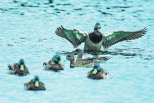 Jump Scaring Wing Flapping Mallard Duck Quacking Atop Lake (Cyan Tint)