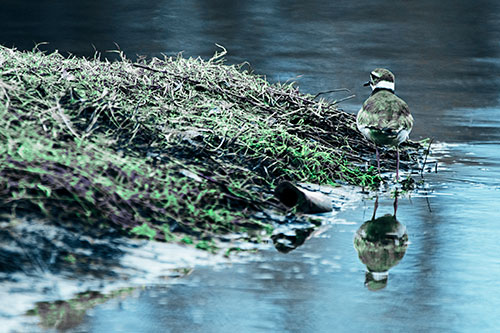 Killdeer Bird Standing Along River Shoreline (Cyan Tint Photo)