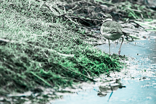 Killdeer Bird Turning Corner Around River Shoreline (Cyan Tint Photo)
