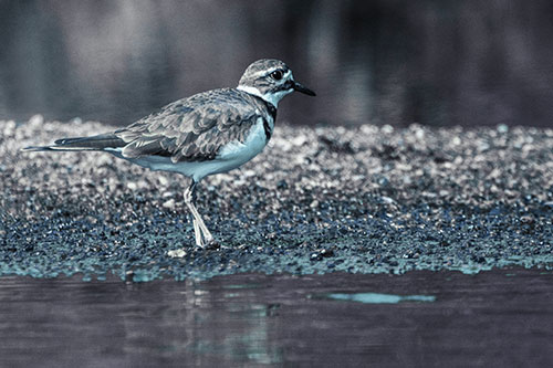 Killdeer Wanders Along Rocky River Shoreline (Cyan Tint)