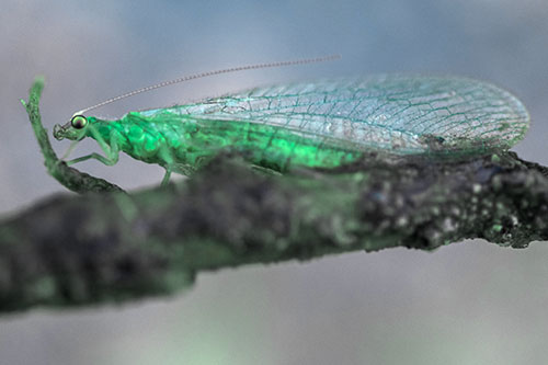 Lacewing Grabs Ahold Twig Branch (Cyan Tint)