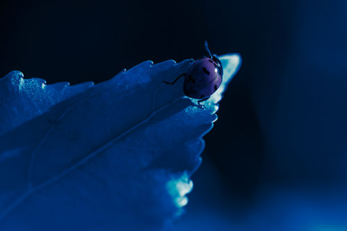 Ladybug Crawling To Top Of Leaf (Cyan Tint Photo)