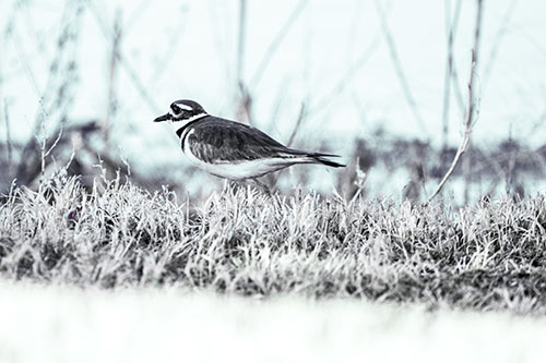 Large Eyed Killdeer Bird Running Along Grass (Cyan Tint Photo)