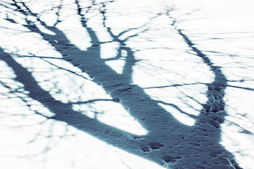 Large Jagged Tree Shadow Across Snow (Cyan Tint Photo)