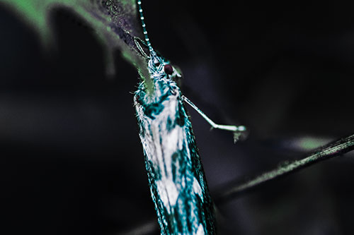 Leaf Blotch Miner Moth Grasping Petal (Cyan Tint Photo)