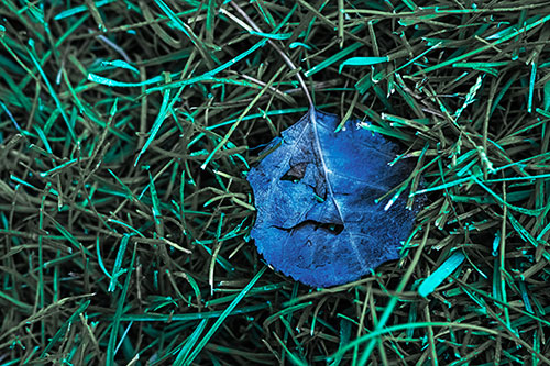 Leaf Face Smirking Among Wet Grass (Cyan Tint)