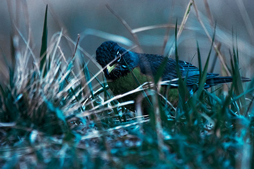 Leaning American Robin Spots Intruder Among Grass (Cyan Tint Photo)
