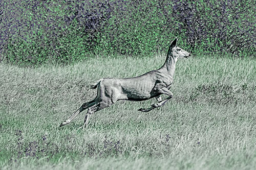 Leaping Mule Deer Running Across Grassland (Cyan Tint)