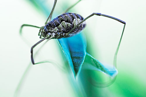 Leg Dangling Harvestmen Spider Sits Atop Leaf Petal (Cyan Tint)