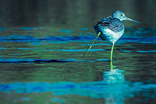 Leg Kicking Greater Yellowlegs Splashing Droplets (Cyan Tint Photo)