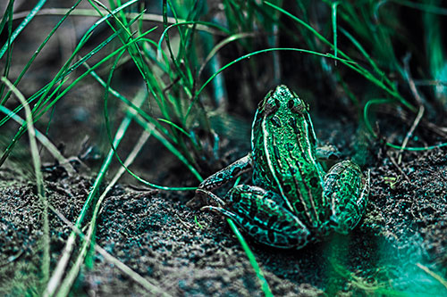 Leopard Frog Sitting Among Twisting Grass (Cyan Tint Photo)
