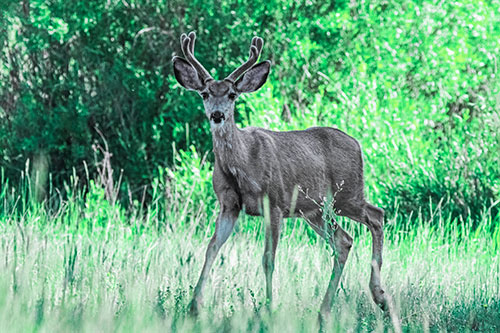 Lone Mule Deer Roaming Among Grass (Cyan Tint)