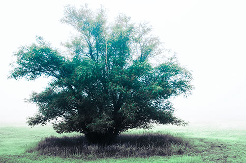 Lone Tree Standing Among Fog (Cyan Tint)