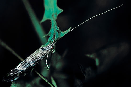 Long Antenna Leaf Blotch Miner Moth Sitting Atop Plant (Cyan Tint Photo)