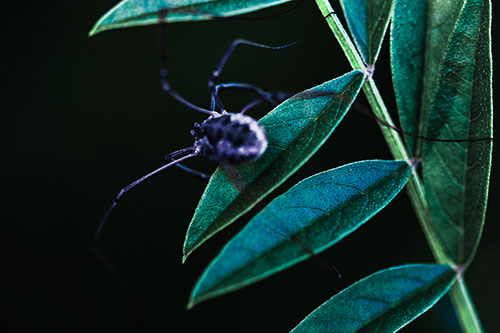 Long Legged Harvestmen Spider Clinging Onto Leaf Petal (Cyan Tint Photo)