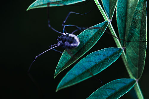 Long Legged Harvestmen Spider Clinging Onto Leaf Petal (Cyan Tint)