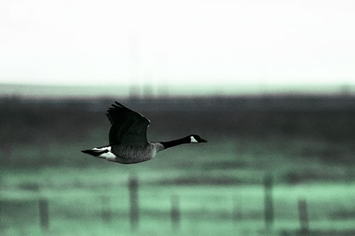 Low Flying Canadian Goose (Cyan Tint Photo)