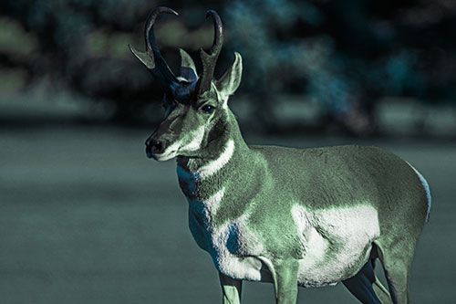 Male Pronghorn Keeping Watch Over Herd (Cyan Tint Photo)