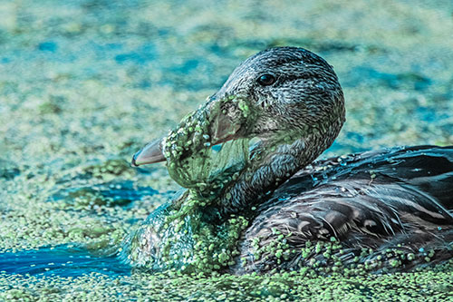 Mallard Duck Entangled In Algae (Cyan Tint)