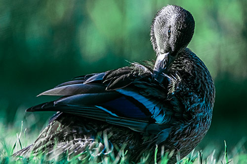 Mallard Duck Grooming Feathered Back (Cyan Tint Photo)
