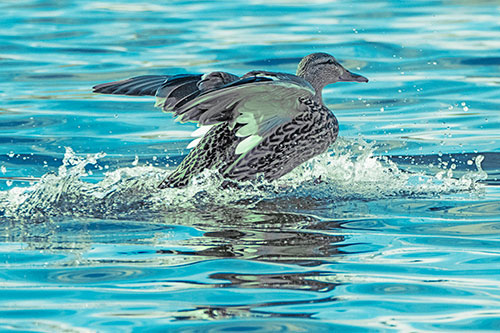 Mallard Duck Makes Splash Landing Atop Lake (Cyan Tint)