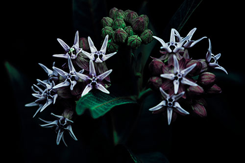 Milkweed Flower Buds Blossoming (Cyan Tint Photo)