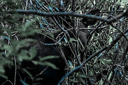 Moose Hidden Behind Tree Branches (Cyan Tint Photo)
