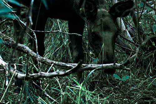 Moose Scouring Through Plants On Ground (Cyan Tint Photo)