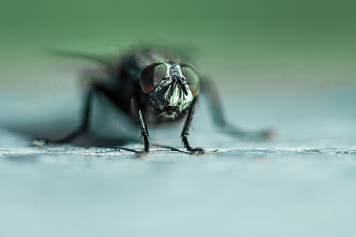 Morbid Open Mouthed Cluster Fly (Cyan Tint Photo)