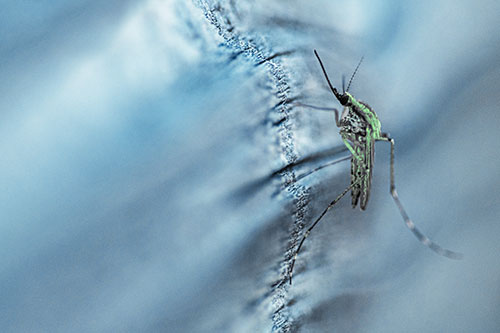 Mosquito Stretches Leg Among Wood (Cyan Tint)