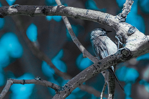 Mountain Chicadee Clamps Onto Bending Tree Branch (Cyan Tint)
