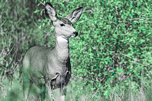 Mule Deer Gazes Across Landscape Horizon (Cyan Tint)