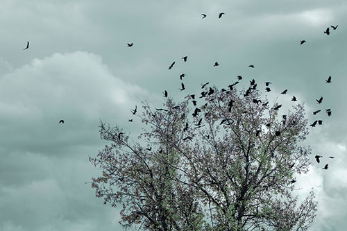 Murder Of Crows Swarm Autumn Tree (Cyan Tint)