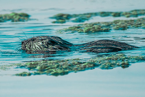 Muskrat Swimming Among Floating Algae (Cyan Tint)