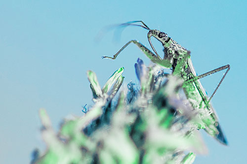 Nabis Lineatus Crawling Atop Plantago (Cyan Tint)
