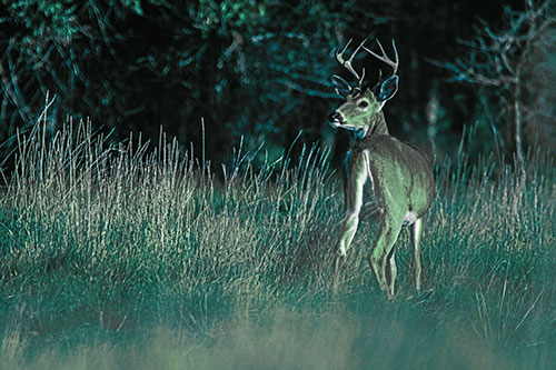 Neck Twisting White Tailed Deer Glancing Back Among Grass (Cyan Tint)