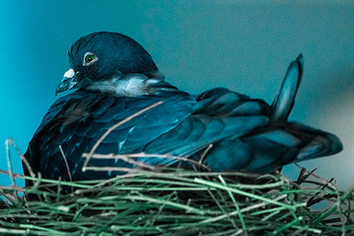 Nesting Pigeon Keeping Watch (Cyan Tint Photo)