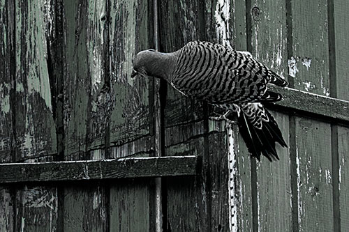 Northern Flicker Woodpecker Climbing Across Birdhouse (Cyan Tint Photo)