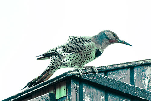 Northern Flicker Woodpecker Crouching Atop Birdhouse (Cyan Tint)