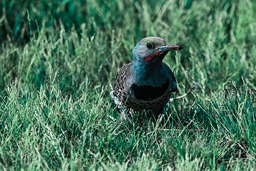 Northern Flicker Woodpecker Digging Up Dirt (Cyan Tint)