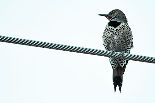 Northern Flicker Woodpecker Perched Atop Steel Wire (Cyan Tint)
