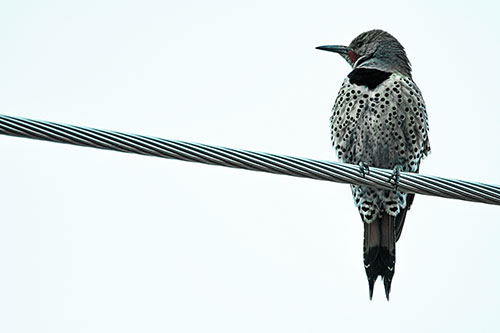 Northern Flicker Woodpecker Perched Atop Steel Wire (Cyan Tint Photo)