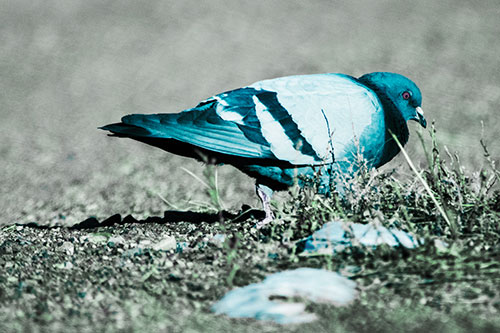 Observant Pigeon Scouring Among Dead Plants (Cyan Tint)