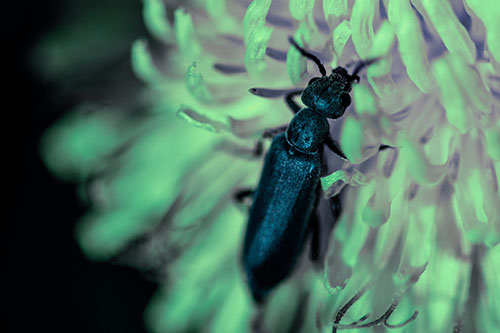 Oedemera Beetle Feasting Among Dandelion (Cyan Tint)