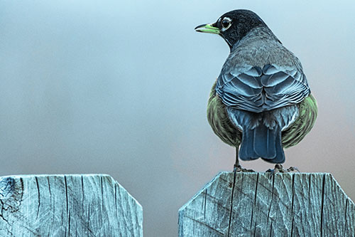 Open Mouthed American Robin Looking Sideways Atop Wooden Fence (Cyan Tint Photo)