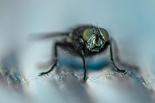Open Mouthed Cluster Fly Shocked With Fear (Cyan Tint)