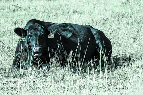 Open Mouthed Cow Resting On Grass (Cyan Tint Photo)