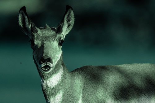 Open Mouthed Pronghorn Gazes In Shock (Cyan Tint Photo)