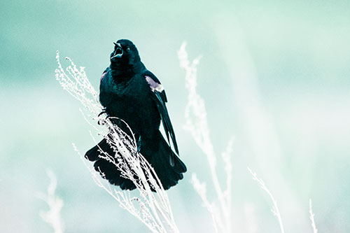 Open Mouthed Red Winged Blackbird Chirping Aggressively (Cyan Tint Photo)