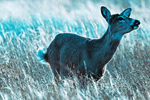 Open Mouthed White Tailed Deer Among Wheatgrass (Cyan Tint Photo)